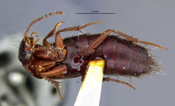 Media type: image;   Entomology 305273 Aspect: habitus ventral view